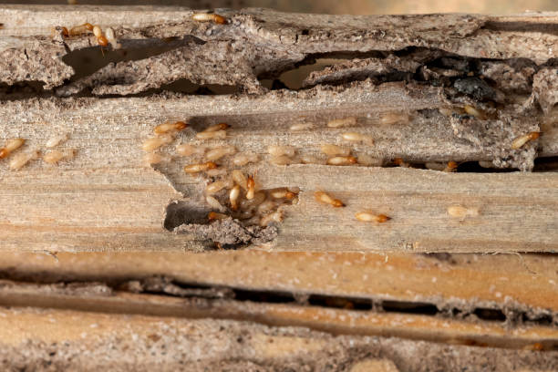 Best Best Pest Control Companies  in Whitney, SC